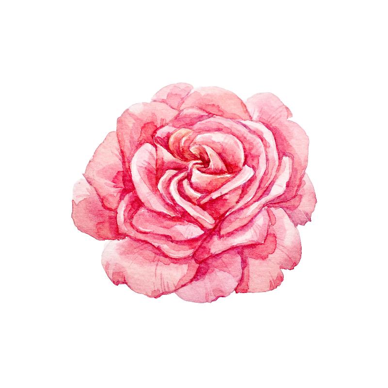 Varza Rose Pardon Tatu - 🅹🅰🅶🆄🅰 🆃🅰🆃🆄