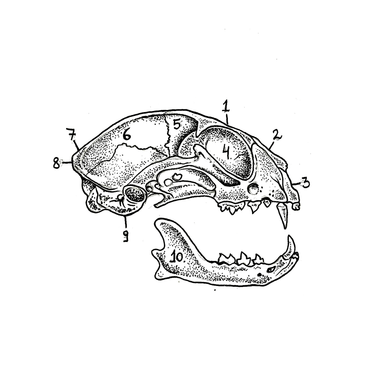 Anatomie Pardon Tatu - 🅹🅰🅶🆄🅰 🆃🅰🆃🆄