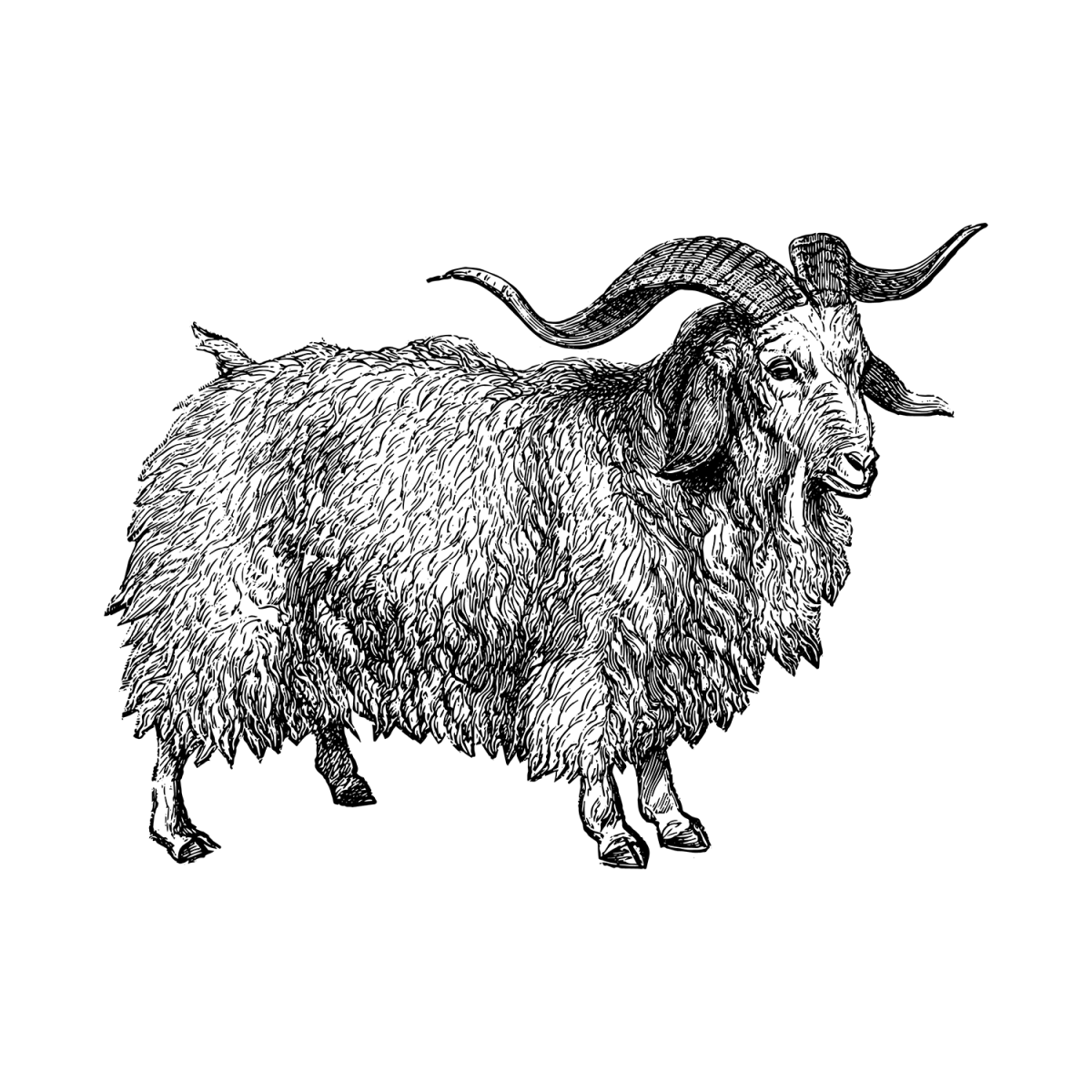 Angora Capra Pardon Tatu - 🅹🅰🅶🆄🅰 🆃🅰🆃🆄