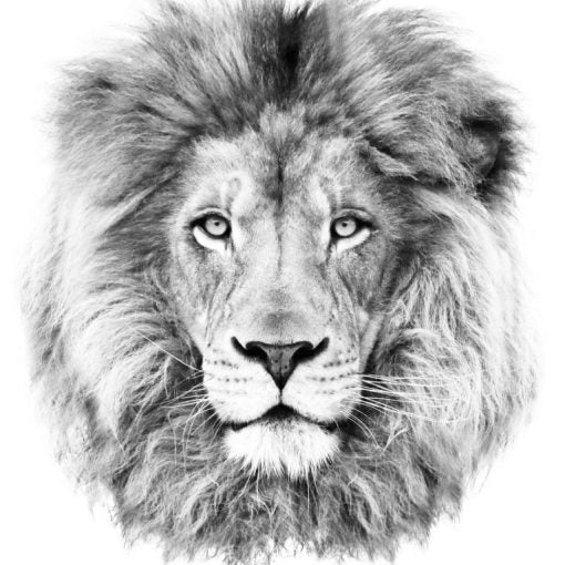 Roar tatuaj jagua real - 🅹🅰🅶🆄🅰 🆃🅰🆃🆄