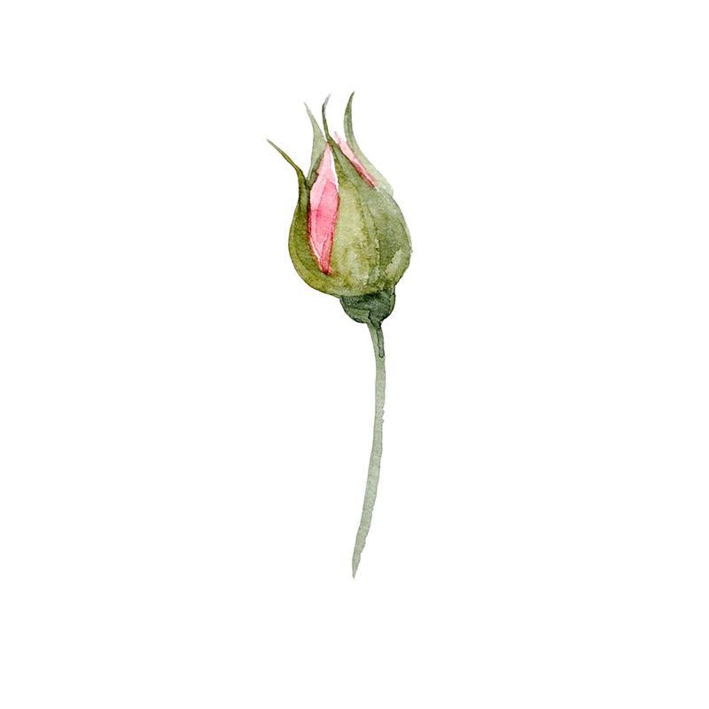 Rose Bud Pardon Tatu - 🅹🅰🅶🆄🅰 🆃🅰🆃🆄