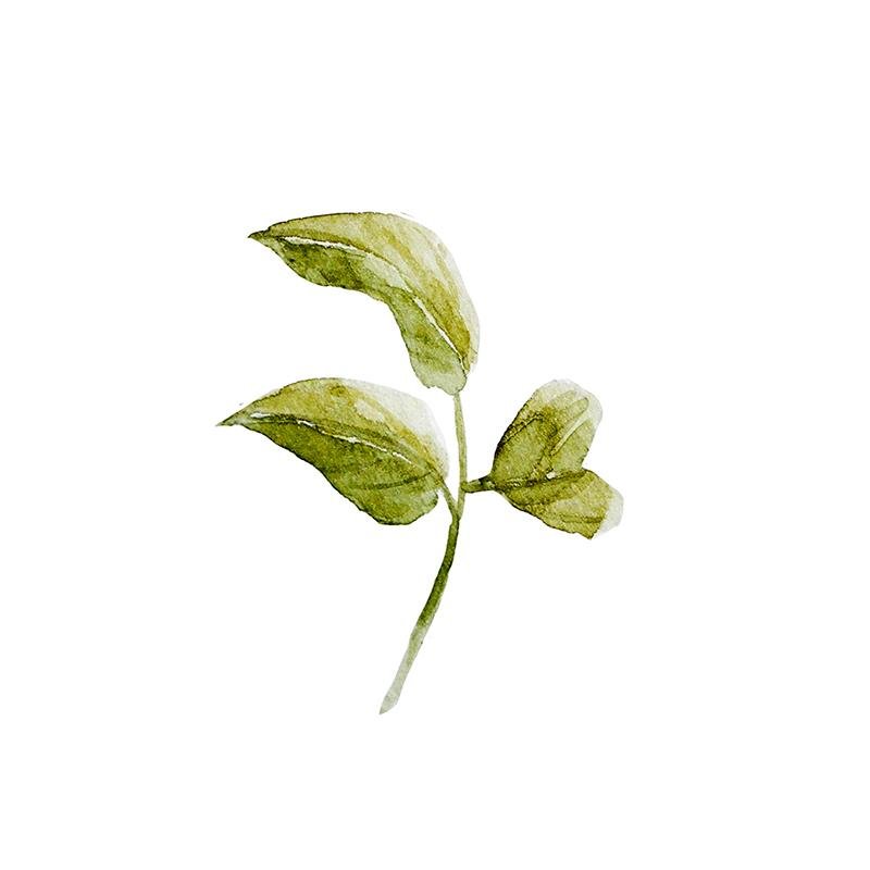 Verde Dragoste Pardon Tatu - 🅹🅰🅶🆄🅰 🆃🅰🆃🆄
